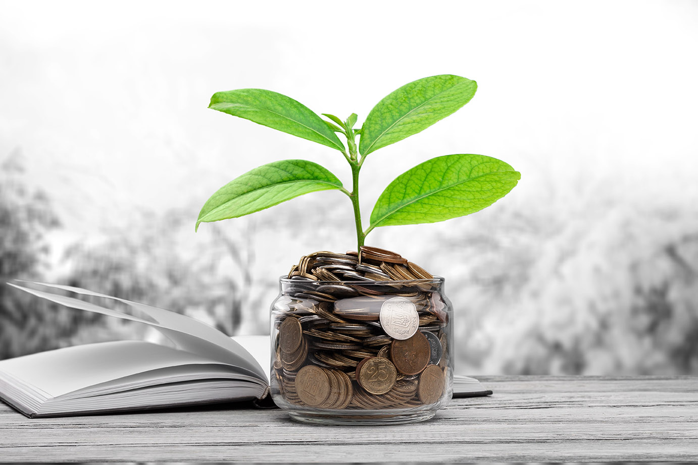 Financial Growth. Plant sprouting from jar of coins both in color, sitting on desk with vague background in black & white